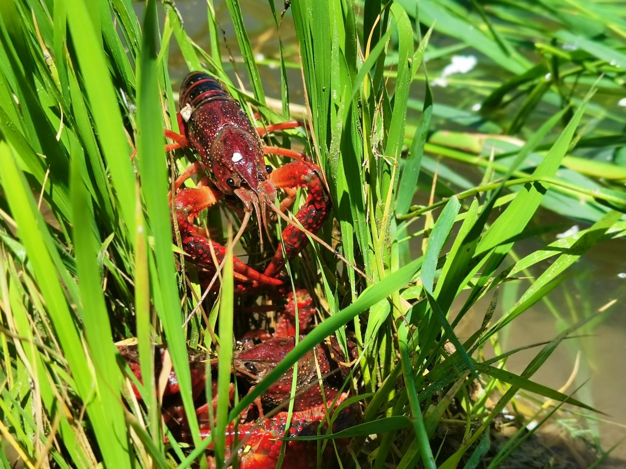 水沟捞虾手机游戏_捞水虾的做法大全_捞虾神器