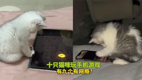 ios养猫_养了只猫苹果手机下载游戏_iphone养猫的游戏