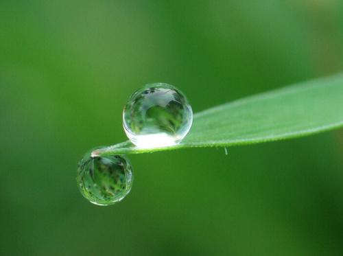 芭菈_芭菈菈_芭菈芭拉小魔仙