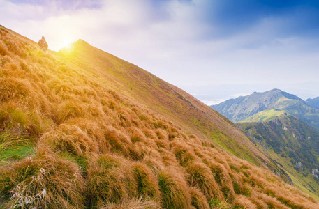 危险森林阿尔卑斯下载_阿尔卑斯与危险森林_阿尔卑斯危险森林死亡结局