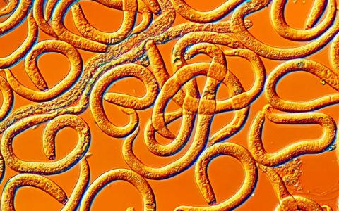 索尼最新手机游戏ps4能玩吗_最新手机游戏索尼ps4_索尼最新手机游戏ps4