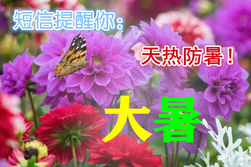 大暑节气的特点和风俗_风俗节气大暑特点是什么_大暑气节有什么特点