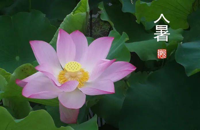 大暑气节有什么特点_大暑节气的特点和风俗_风俗节气大暑特点是什么