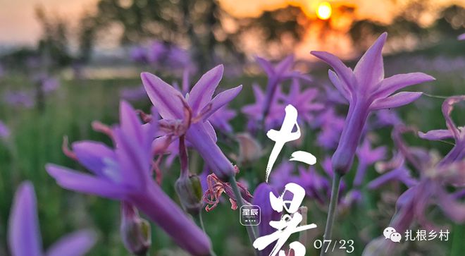 风俗节气大暑特点是什么_大暑节气的特点和风俗_大暑气节有什么特点