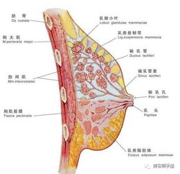 月经前胸胀,月经前胸胀的原因及应对方法(图6)