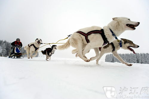 雪橇车,雪橇车的起源与发展(图3)