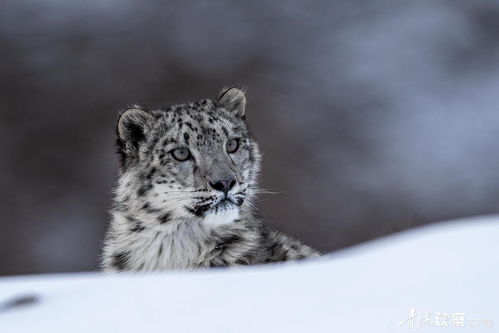 雪豹是什么意思梗,网络热词背后的文化现象