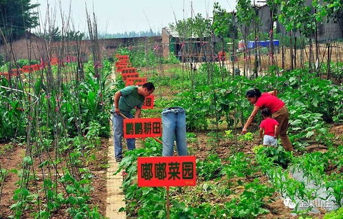 西安开心农场,体验田园生活的新方式(图1)