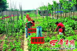 西安开心农场,体验田园生活的新方式(图4)