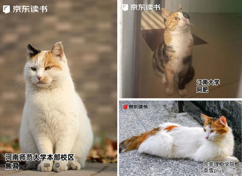 阅读猫,阅读猫小说APP——您的掌上阅读宝库(图3)