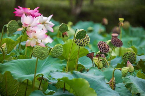 小花仙游戏中的一个场景,花海奇遇——小花仙游戏中的神秘花园(图1)