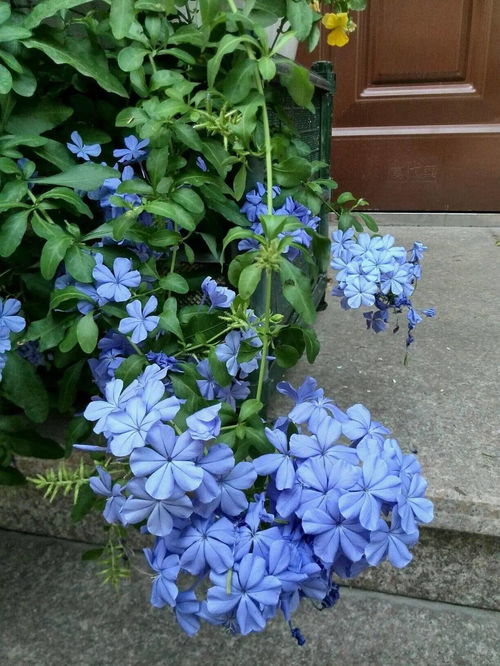 植彩坊怎么样,植彩坊——引领智能园艺新潮流(图2)