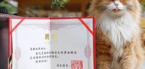 招聘猫,招聘猫——您的企业招聘新伙伴(图4)