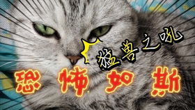 猫叫的声音,揭秘猫咪的沟通艺术