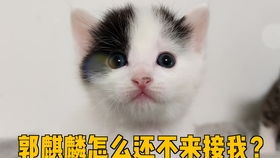 猫叫的声音,揭秘猫咪的沟通艺术(图2)