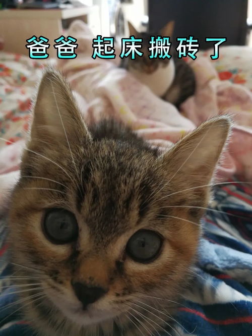 猫叫的声音,揭秘猫咪的沟通艺术(图4)