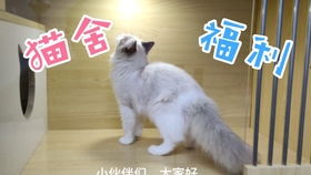 猫叫的声音,揭秘猫咪的沟通艺术(图5)