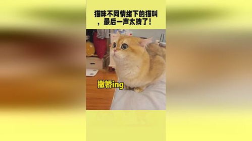 猫叫的声音,揭秘猫咪的沟通艺术(图6)