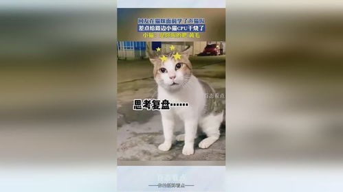 猫叫的声音,揭秘猫咪的沟通艺术(图7)