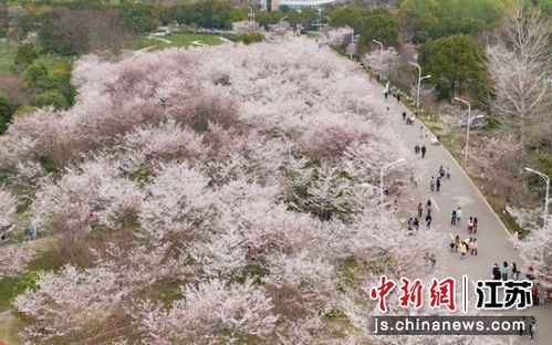 在樱花校园中开启全新的生活。,樱花校园，梦想启航(图9)