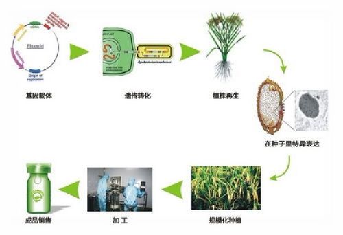 幸福工厂 同种类型 生产一种,在《幸福工厂》中打造同种类型生产线的极致体验(图12)