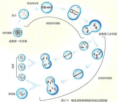 细胞分裂6缺失 upla_dir_fix,细胞分裂6缺失的背景