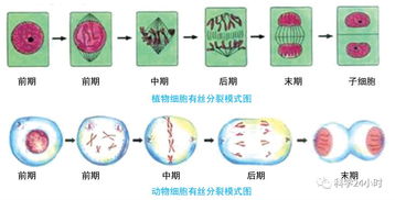 细胞分裂6缺失 upla_dir_fix,细胞分裂6缺失的背景(图2)