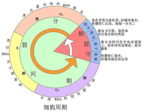 细胞分裂6缺失 upla_dir_fix,细胞分裂6缺失的背景(图5)