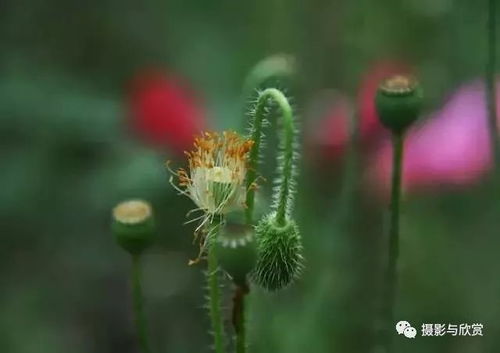 我是网红MCN安卓版(图6)