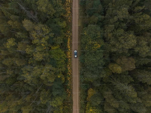 in a dense forest,探索密林深处，揭秘大自然的神秘面纱(图4)