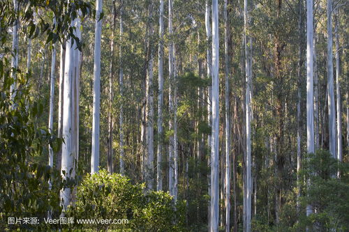 in a dense forest,探索密林深处，揭秘大自然的神秘面纱(图5)