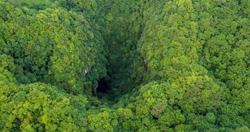 in a dense forest,探索密林深处，揭秘大自然的神秘面纱(图8)