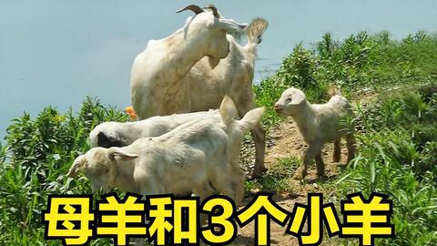 小羊捉小虫,小羊的捉虫趣事(图5) 小羊捉小虫,小羊的捉虫趣事(图5)