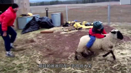 小羊捉小虫,小羊的捉虫趣事(图6) 小羊捉小虫,小羊的捉虫趣事(图6)
