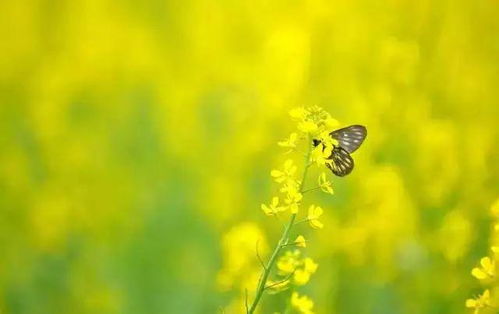 青青草安卓版(图4)