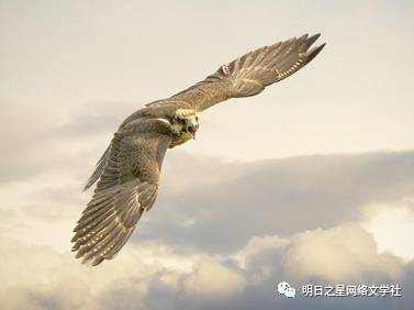 雄鹰自由,雄鹰自由的天空，生命的极致绽放