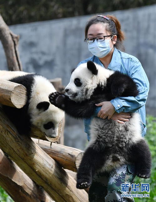 熊猫三职业,谁才是游戏中的王者？(图3)