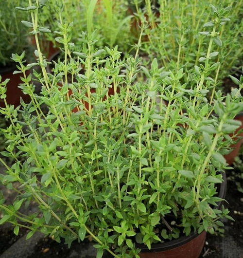 易手游安卓版(图8) 易手游安卓版(图8)