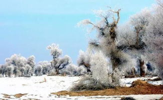 雪后游戏,雪后游戏，欢乐无限(图3)