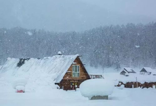 雪后游戏,雪后游戏，欢乐无限(图4)