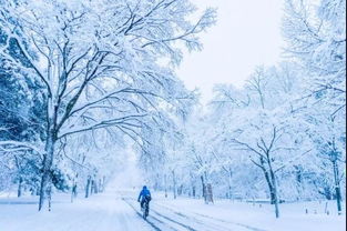 雪后游戏,雪后游戏，欢乐无限(图6)