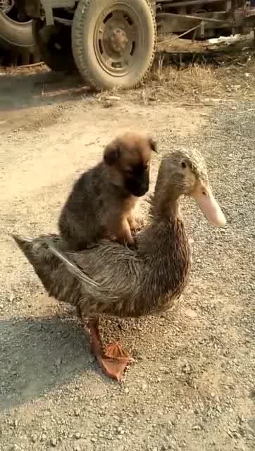 鸭狗游戏,鸭狗游戏简介