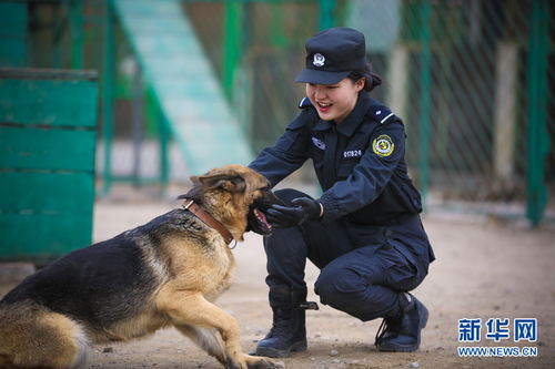 训犬游戏,增进与狗狗互动的乐趣与技巧(图6)