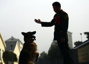 训犬游戏,增进与狗狗互动的乐趣与技巧(图7)