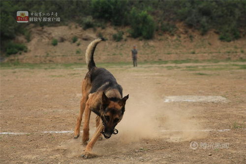 训犬游戏,增进与狗狗互动的乐趣与技巧(图8)