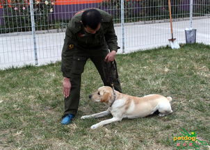 训犬游戏,增进与狗狗互动的乐趣与技巧