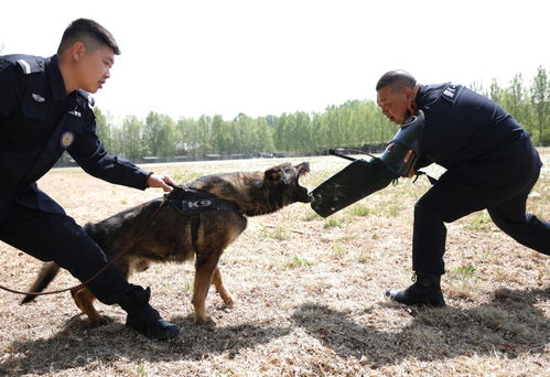 训犬游戏,增进与狗狗互动的乐趣与技巧(图5)