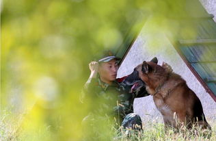 训犬游戏,增进与狗狗互动的乐趣与技巧(图11)