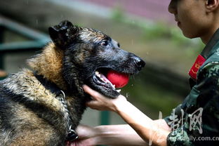 训犬游戏,增进与狗狗互动的乐趣与技巧(图12)