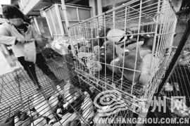 信鸽放飞游戏,放飞游戏(图4) 信鸽放飞游戏,放飞游戏(图4)
